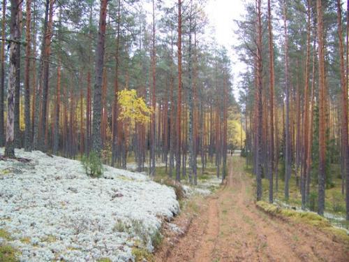 Moosiger Wald (100_0476.JPG) wird geladen. Eindrucksvolle Fotos aus Lettland erwarten Sie.